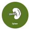 Spleen